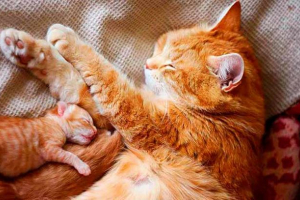 Когато котето започне да вижда след раждането? Когато котето започне да вижда след раждането?